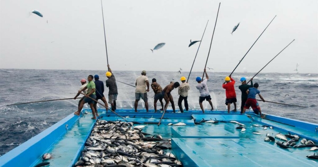 Fishing in Maldives